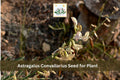 15 Astragalus convallarius Seeds | Whisk Broom Milkvetch Perennial Wildflower for Prairie Gardens & Native Plantings