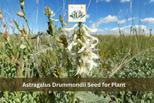 Astragalus drummondii Seeds | Woolly Milkvetch Perennial Wildflower for Prairie & Meadow Gardens