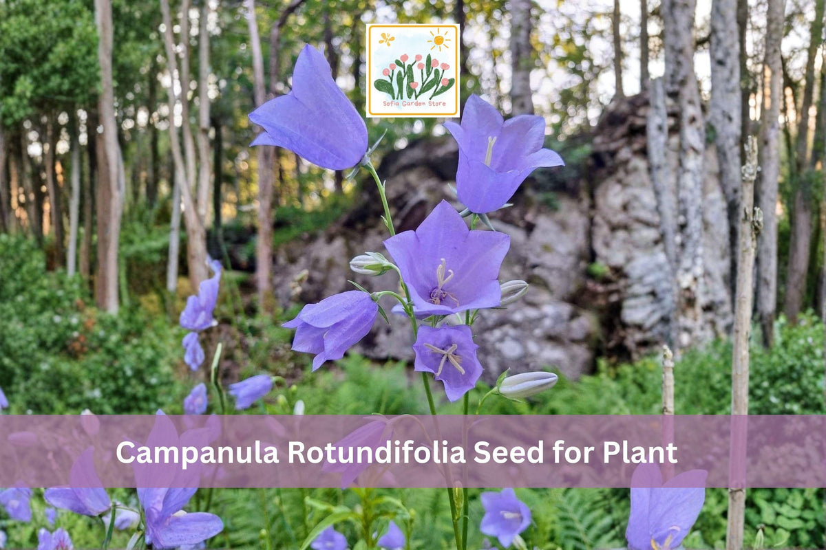 100 Campanula rotundifolia Seeds | Harebells Wildflower for Garden & Meadow | Blue Bell-Shaped Flowers, Hardy Perennial Seed