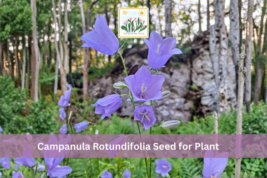100 Campanula rotundifolia Seeds | Harebells Wildflower for Garden & Meadow | Blue Bell-Shaped Flowers, Hardy Perennial Seed