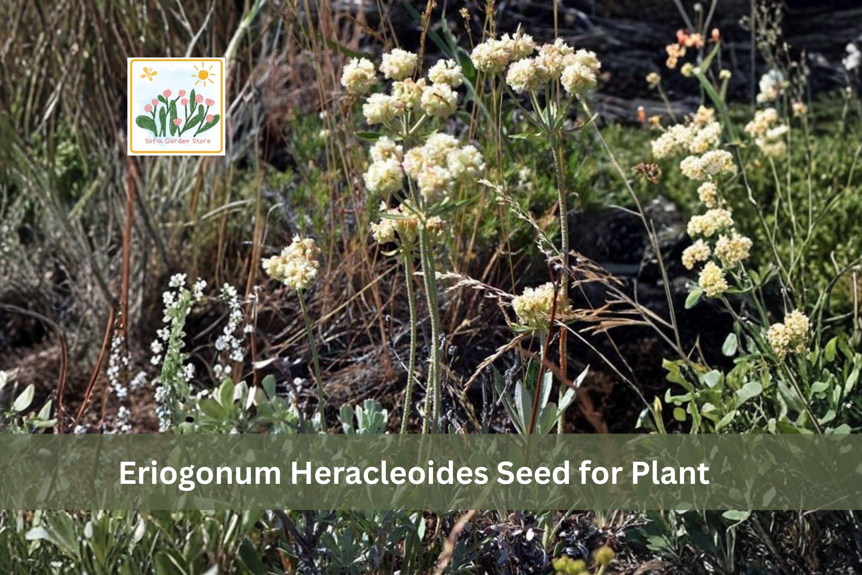 50 Eriogonum heracleoides Seeds | Parsnipflower Wild Buckwheat Native Perennial Wildflower | Drought Tolerant Pollinator Plant