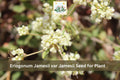 Eriogonum jamesii var. jamesii Seeds | James Wild Buckwheat Perennial Wildflower | Drought Tolerant Native Plant