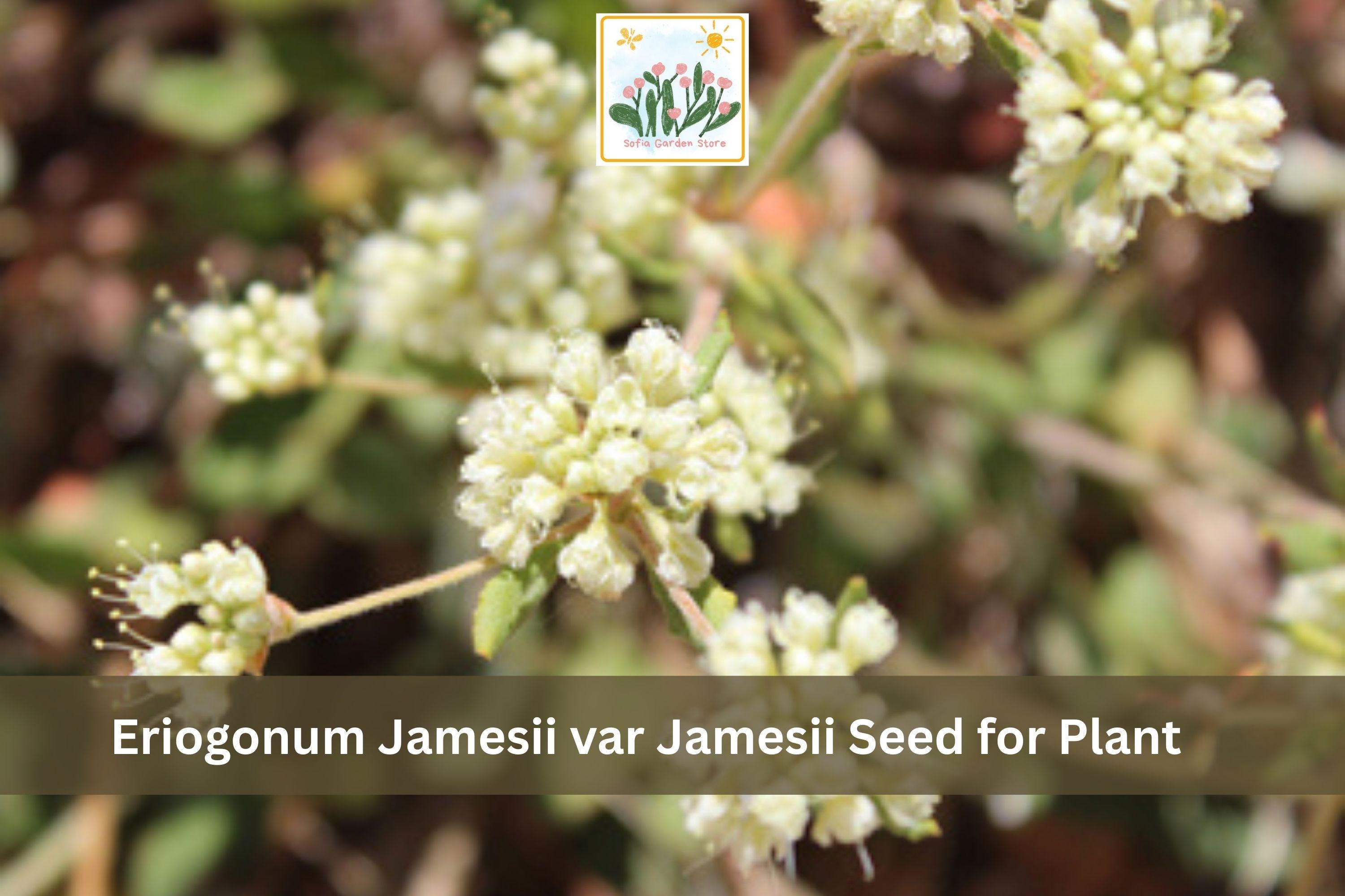 Eriogonum jamesii var. jamesii Seeds | James Wild Buckwheat Perennial Wildflower | Drought Tolerant Native Plant