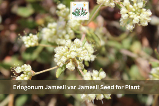 Eriogonum jamesii var. jamesii Seeds | James Wild Buckwheat Perennial Wildflower | Drought Tolerant Native Plant