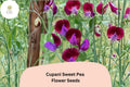 Cupani Sweet Pea Seeds | Heirloom Purple Bicolor Fragrant Flowers