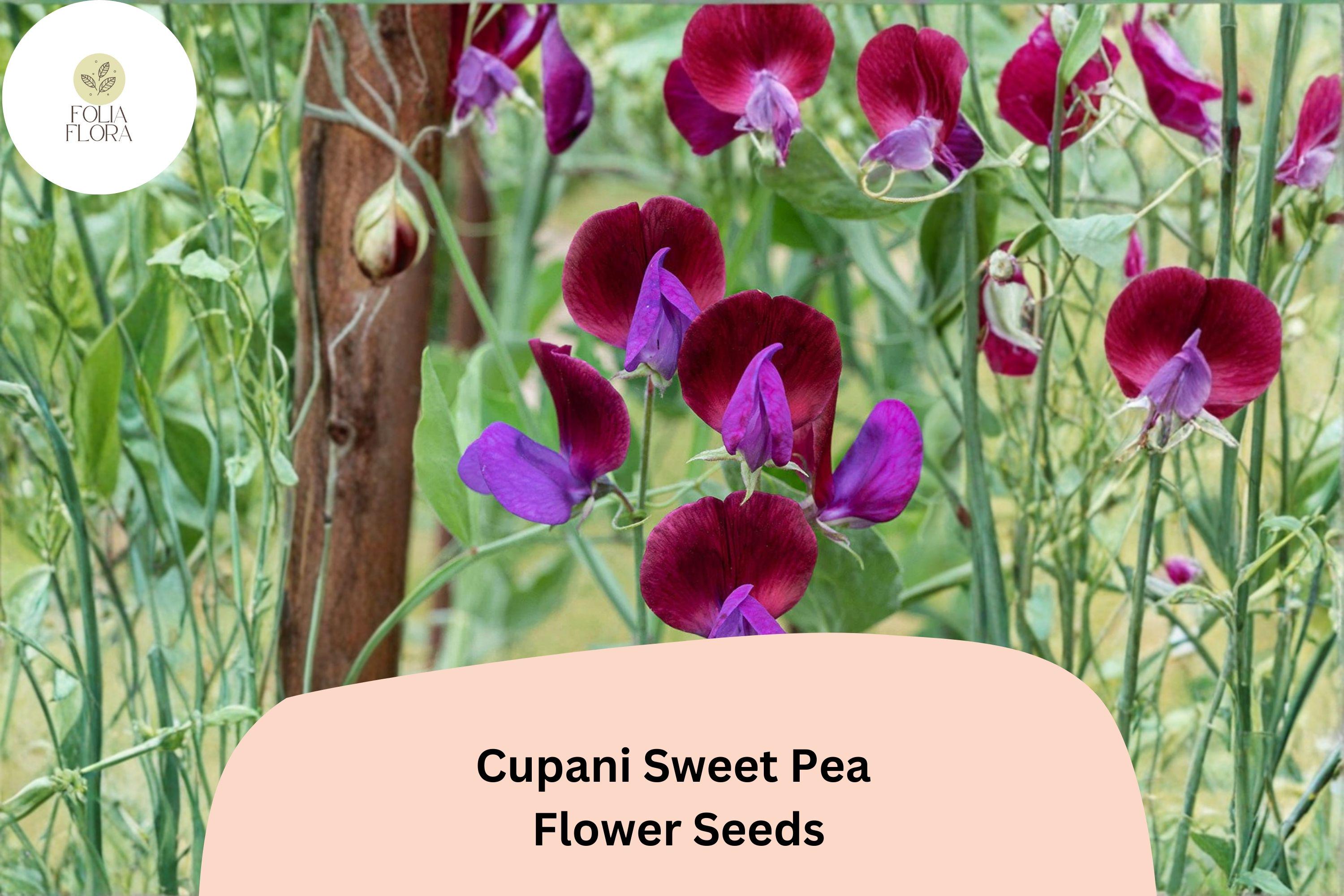 Cupani Sweet Pea Seeds | Heirloom Purple Bicolor Fragrant Flowers