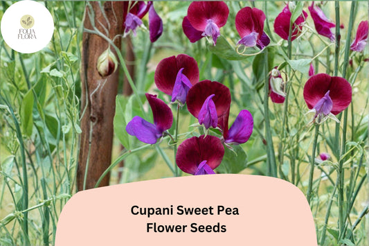 Cupani Sweet Pea Seeds | Heirloom Purple Bicolor Fragrant Flowers