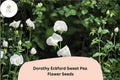 Dorothy Eckford Sweet Pea Seeds | Fragrant White Climbing Flowers
