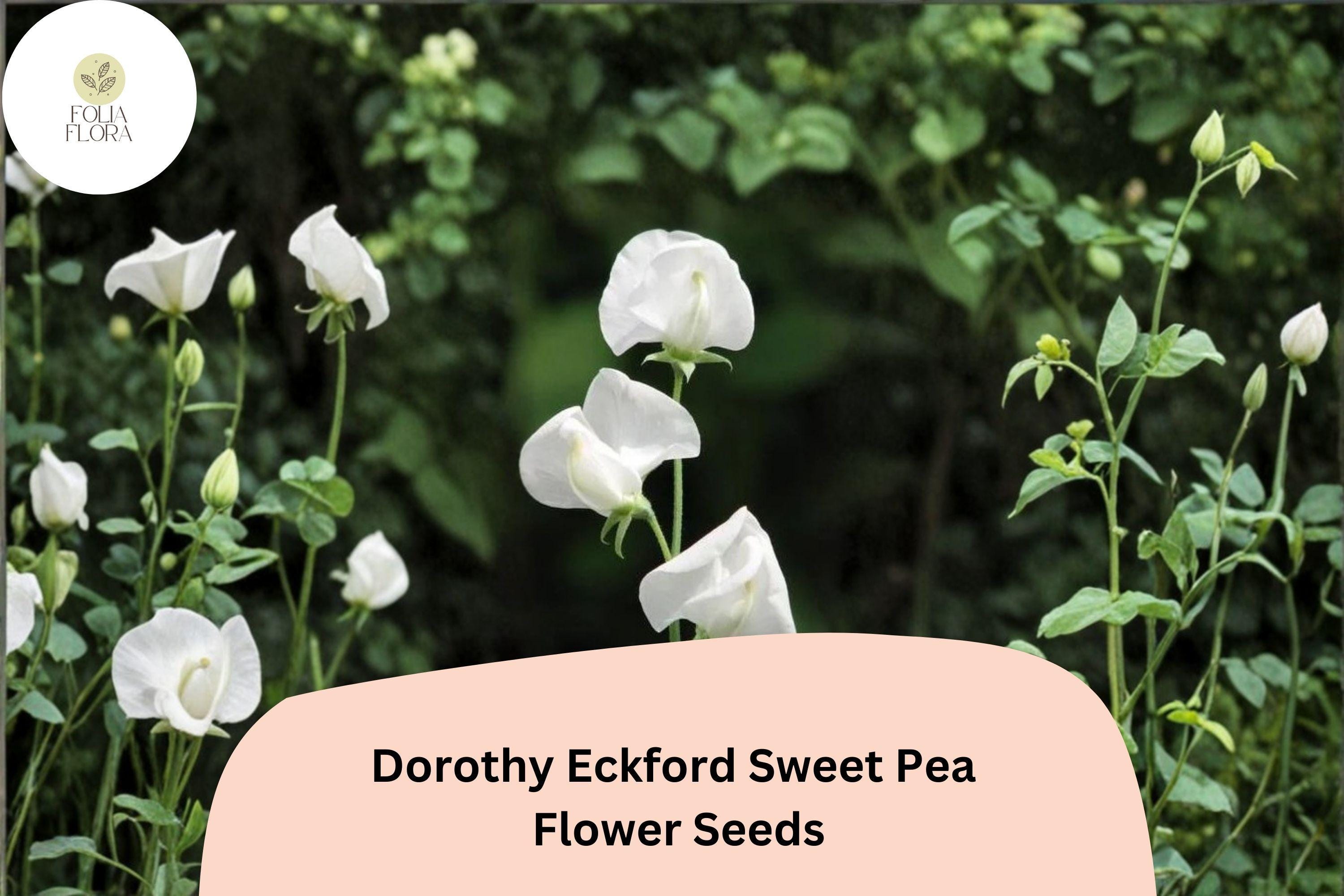 Dorothy Eckford Sweet Pea Seeds | Fragrant White Climbing Flowers