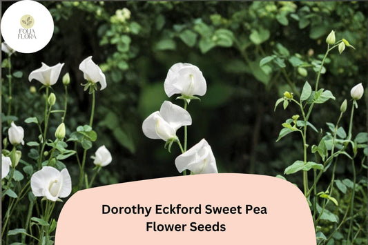 Dorothy Eckford Sweet Pea Seeds | Fragrant White Climbing Flowers