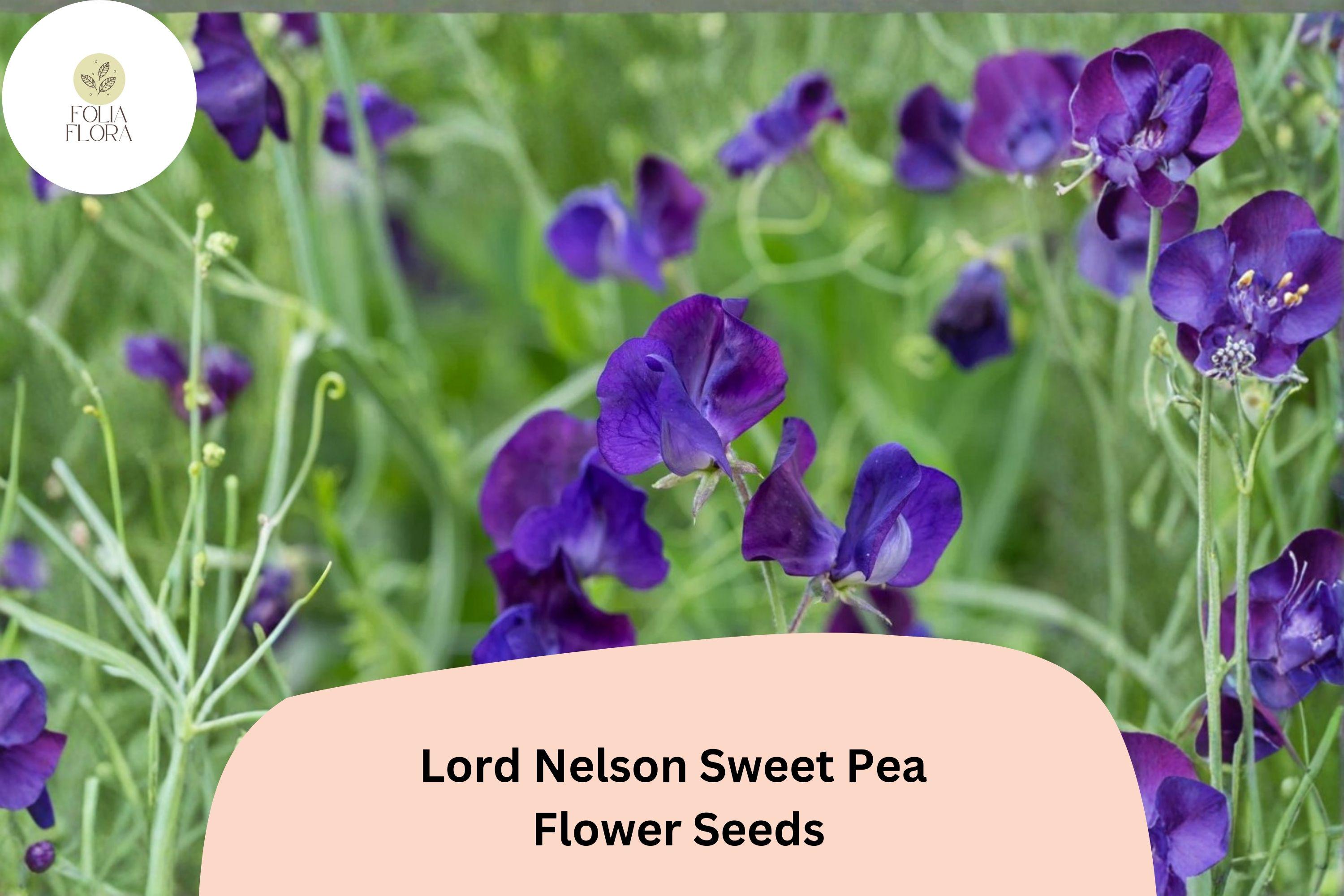 50+ Lord Nelson Sweet Pea Seeds | Fragrant Purple Flower for Garden Trellis & Cut Flowers