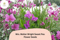 50+ Mrs Walter Wright Sweet Pea Seeds | Fragrant Pink Flower for Garden Trellis