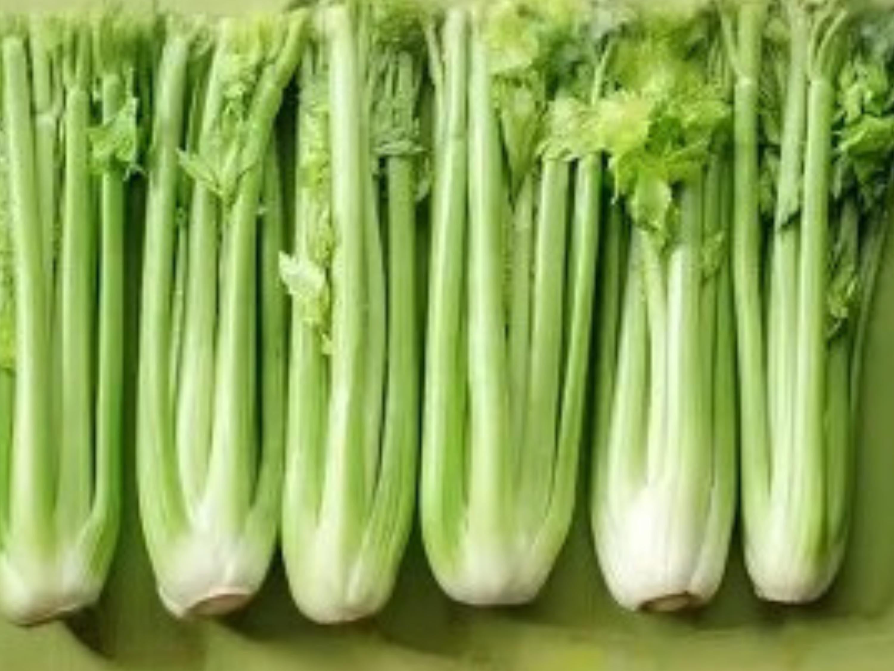 Tall Utah 52/70 Celery Seeds - Heirloom, Crunchy Stalks, Fresh Eating, Market Gardening