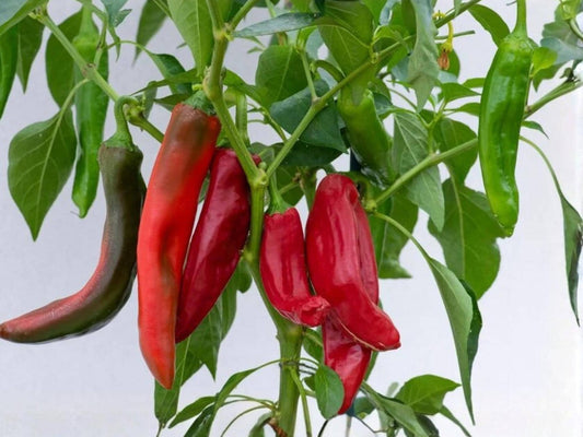Anaheim Hot Pepper Seeds – Mild Chili Vegetable, Heirloom, Non-GMO, High Yield, 25 Seeds