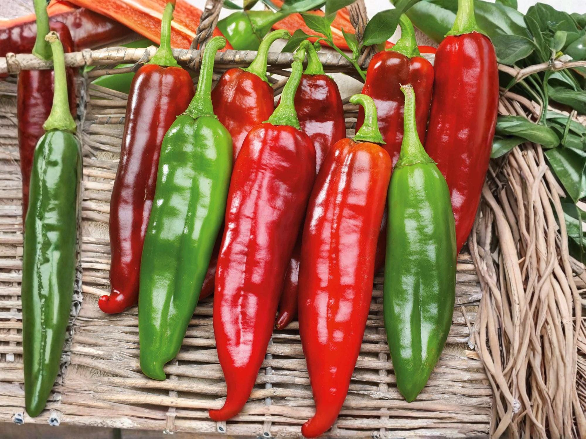 Big Jim Hatch Chili Pepper Seeds – Heirloom Non-GMO, Large Pods, Mild to Medium Heat, 25 Seeds