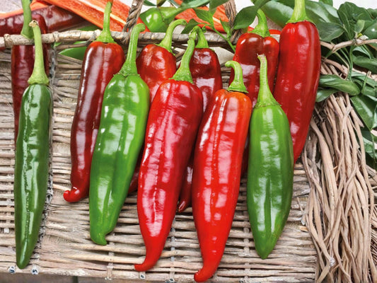 Big Jim Hatch Chili Pepper Seeds – Heirloom Non-GMO, Large Pods, Mild to Medium Heat, 25 Seeds