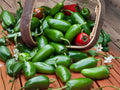 Early Jalapeño Hot Pepper Seeds – Heirloom Non-GMO Chili Vegetable, Fast-Growing Medium-Heat Peppers for Salsas, Pickling & Cooking