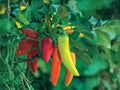 Hungarian Yellow Wax Hot Pepper Seeds – Heirloom Chili Vegetable, Mild Heat, Non-GMO, 25 Seeds