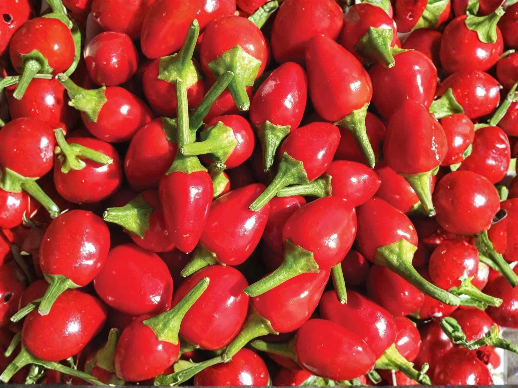 Chiltepin Hot Pepper Seeds – Wild Tepin Chili, Heirloom, Non-GMO, Small Round Fruits, Intense Heat, 25 Seeds