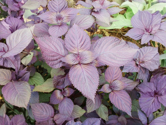 Red Aka Shiso Perilla Seeds – Japanese Herb, Non-GMO, Culinary, Easy to Grow, 100 Seeds