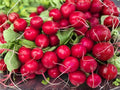 Cherry Belle Radish Seeds – Heirloom, Non-GMO, Fast Growing, Bright Red Roots, 100 Seeds