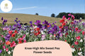 Knee-High Mix Sweet Pea Seeds | Lathyrus odoratus Dwarf Flowers Mixed Colors Planting (50+ Seeds)