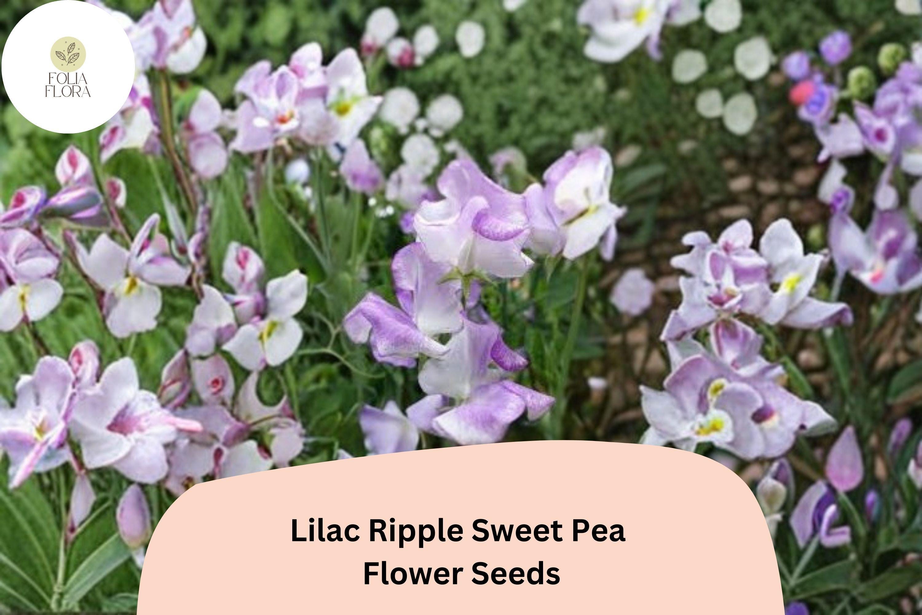 Lilac Ripple Sweet Pea Seeds | Lathyrus Odoratus, Purple Vine