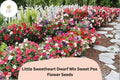 Little Sweetheart Dwarf Mix Sweet Pea Seeds | Lathyrus odoratus Flowers Mixed Colors (50+ Seeds)