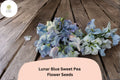 Lunar Blue Sweet Pea Seeds | Lathyrus Odoratus, Cottage Garden Vine