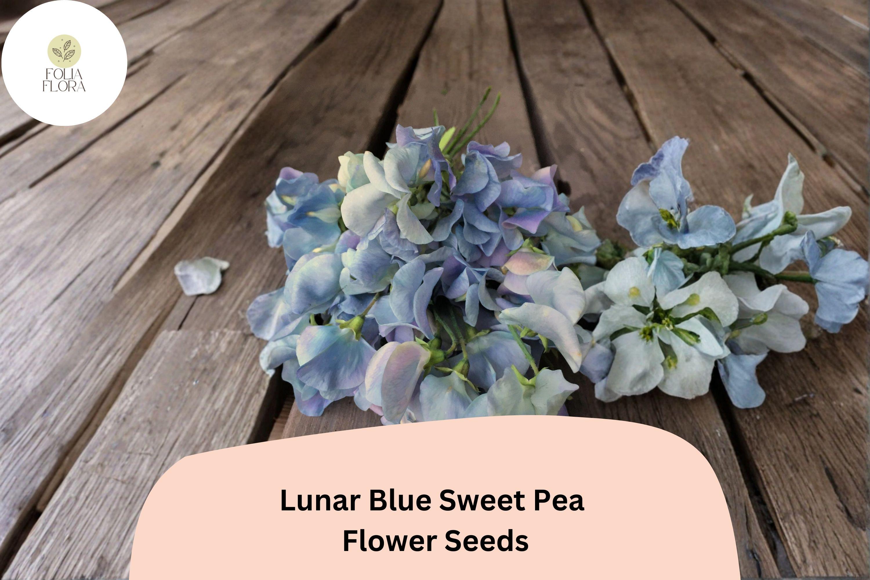 Lunar Blue Sweet Pea Seeds | Lathyrus Odoratus, Cottage Garden Vine