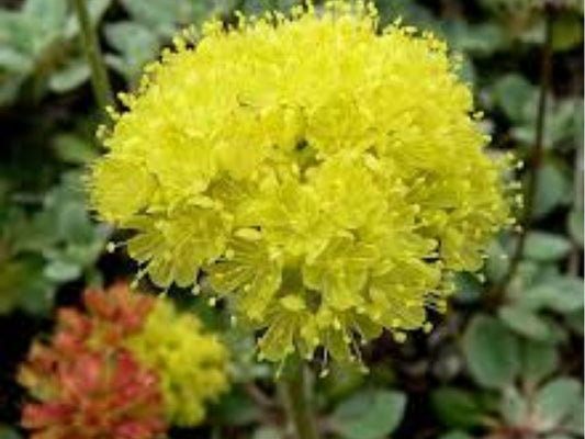 Sulphurflower Buckwheat Seeds (Eriogonum umbellatum) – Drought-Tolerant Native Wildflower for Dry Gardens & Xeriscaping