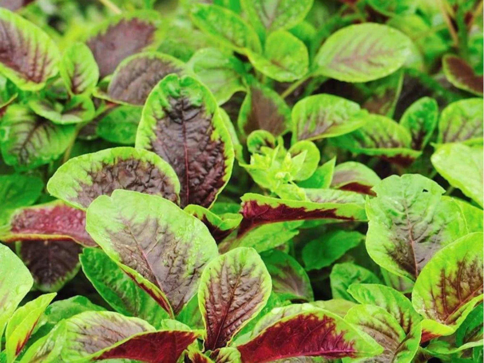 Edible Amaranth Seeds – Red Beauty Tricolor Variety – 500 Colorful Leafy Greens for Cooking & Ornamental Gardens