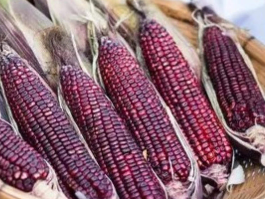 Bloody Butcher Corn Heirloom Red Dent Grain Seeds – 50 Seeds for Flour, Grits & Heritage Gardening
