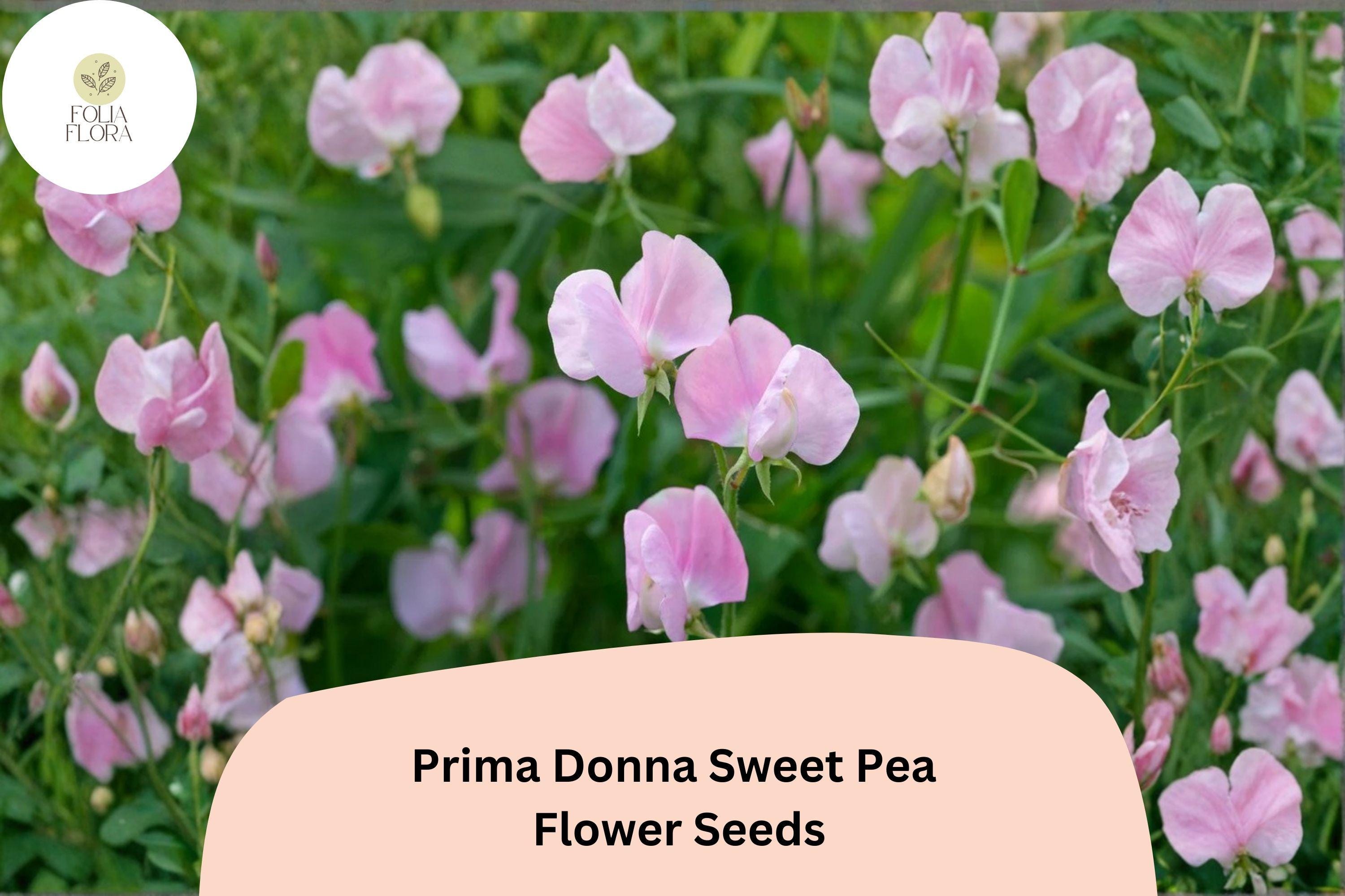 50+ Prima Donna Sweet Pea Seeds | Fragrant Rosy Pink Flower for Garden Trellis