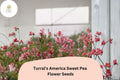 Turralâ€™s America Sweet Pea Seeds | Red & White Striped Heirloom