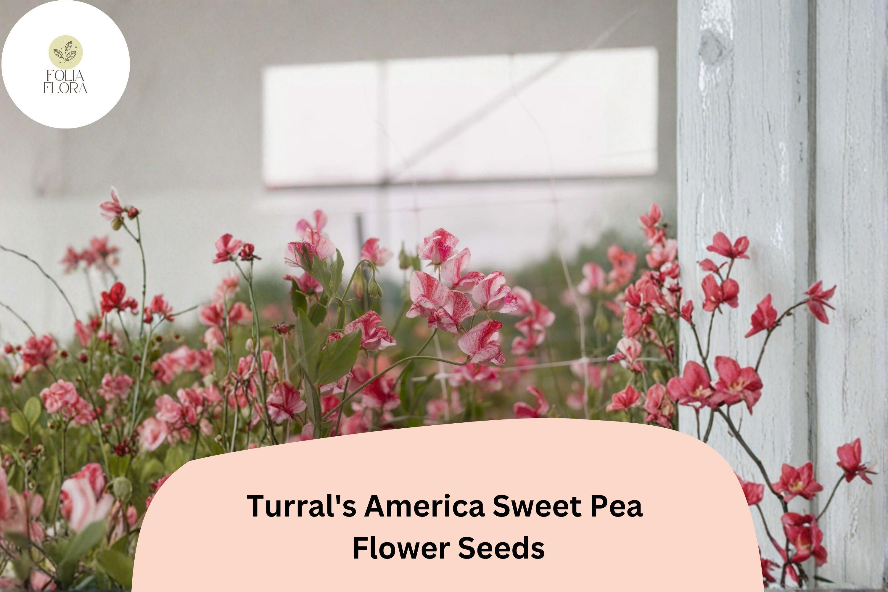 Turralâ€™s America Sweet Pea Seeds | Red & White Striped Heirloom