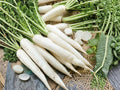 Japanese Minowase Daikon Radish Seeds – Long White Heirloom Non-GMO Vegetable for Pickling, Cooking & Home Gardens