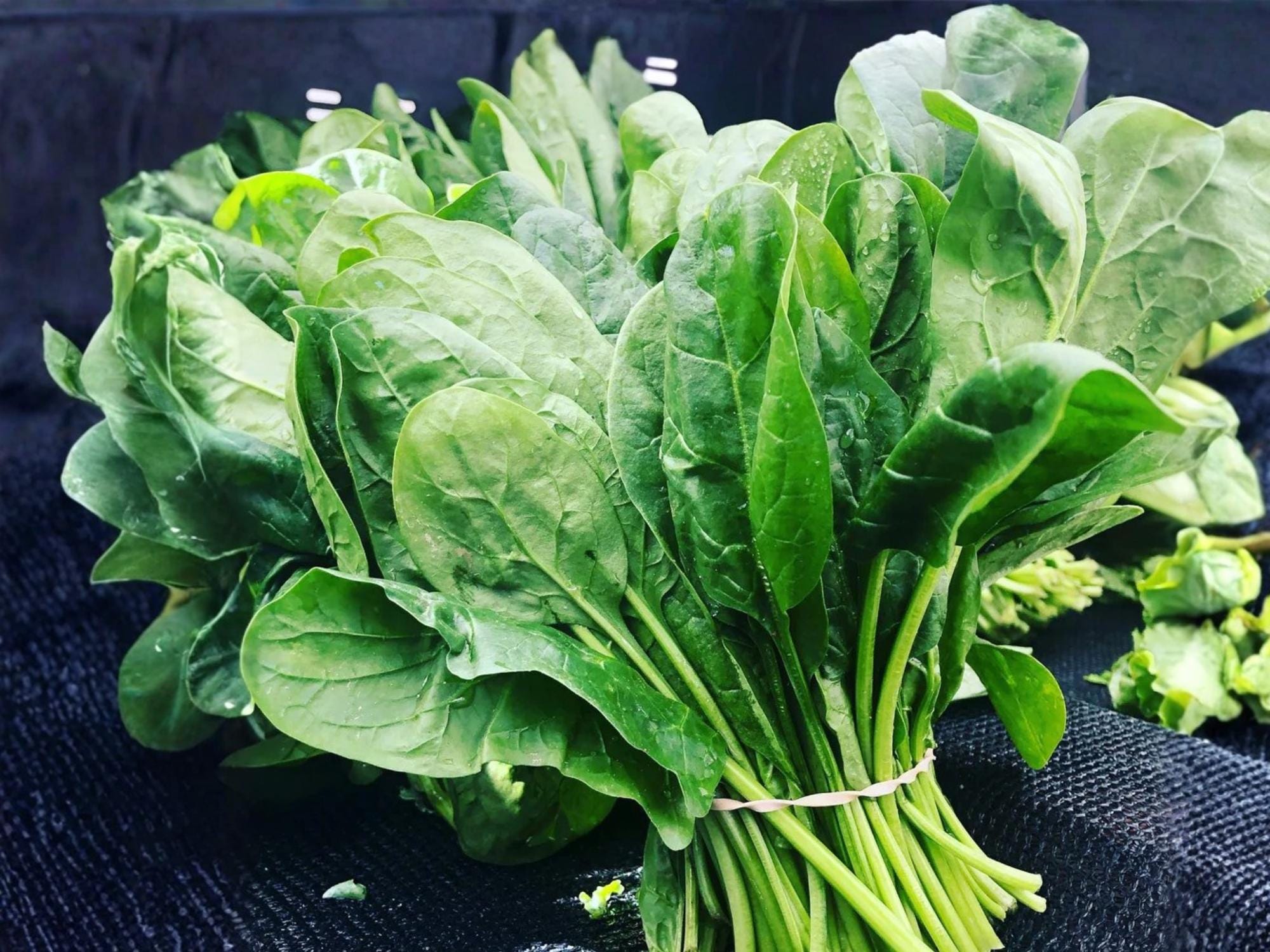 Bloomsdale Long Standing Spinach Seeds – Heirloom Non-GMO Savoy Leaf, Slow Bolting, Cool-Season Vegetable, 100 Seeds