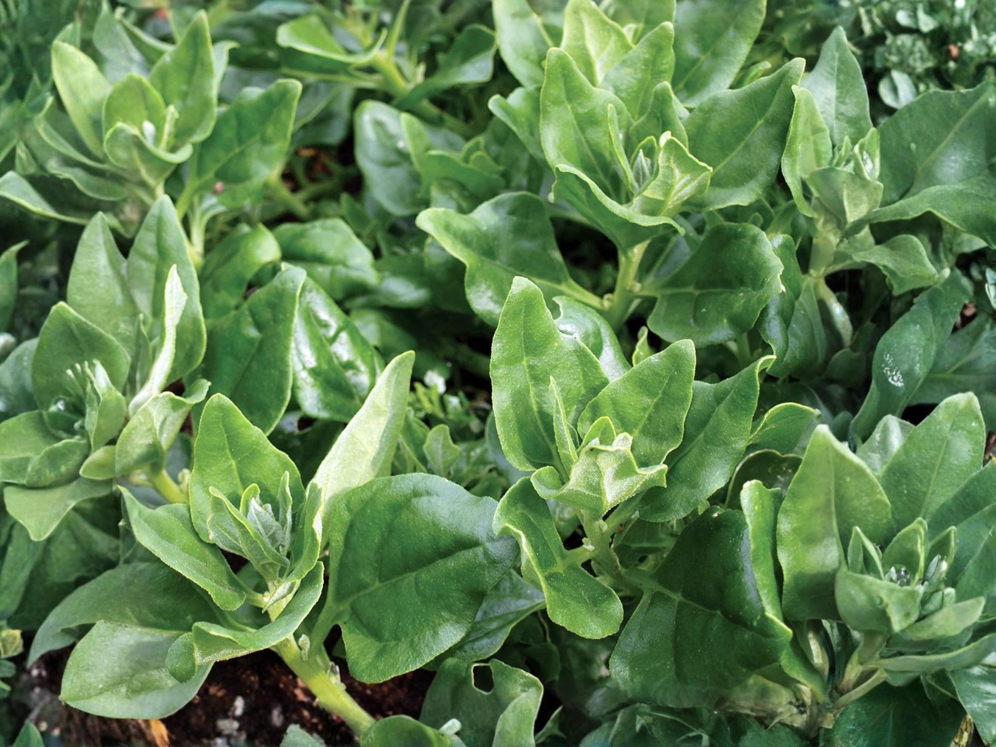 New Zealand Spinach Seeds – Heirloom, Non-GMO, Heat Tolerant, Spinach Substitute, Warm-Season Annual, 100 Seeds