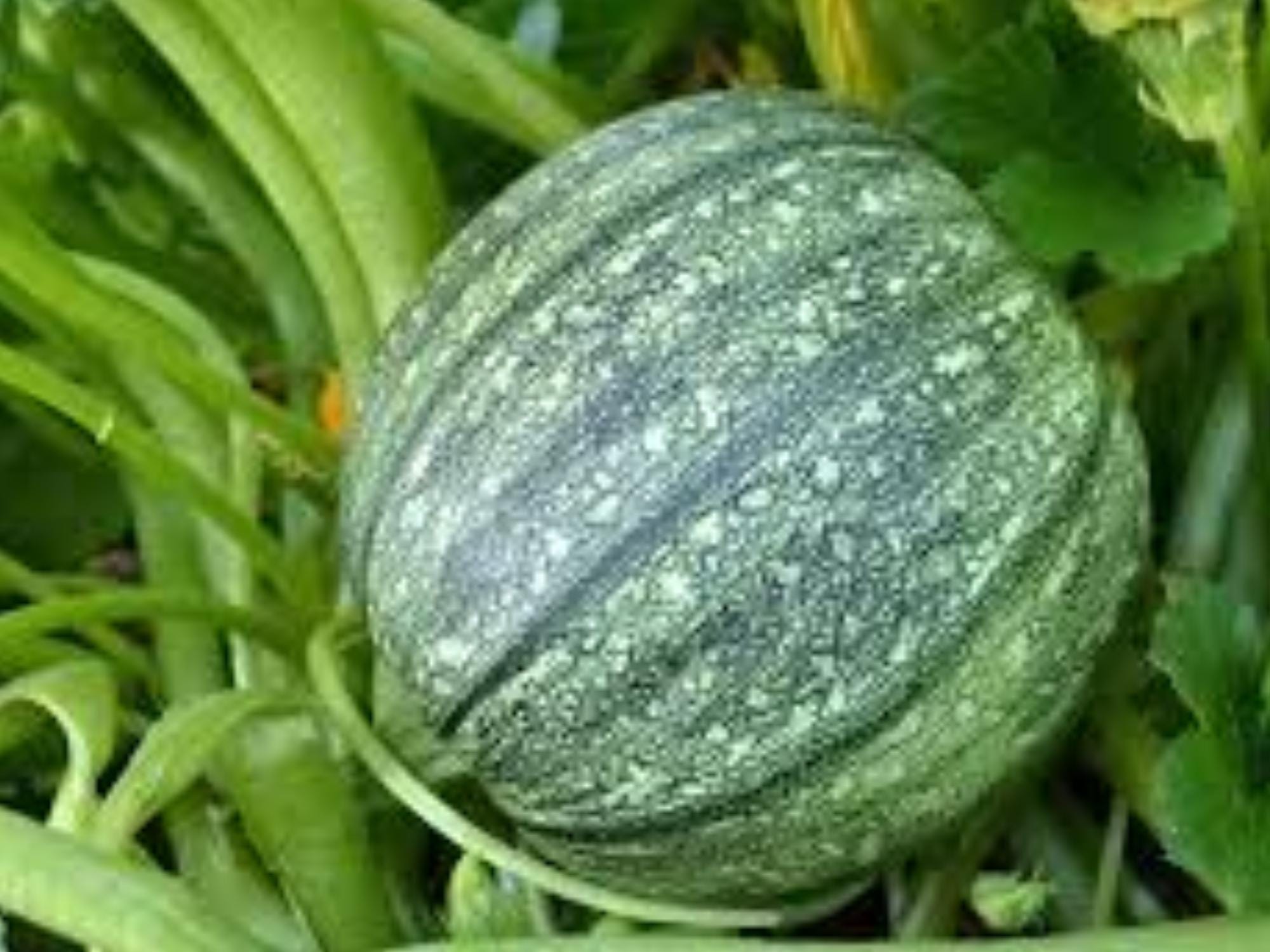 Round Zucchini Seeds – Heirloom Globe Vegetable, Non-GMO, 10 Seeds for Home Gardens, Raised Beds & Containers