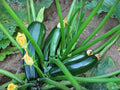 Dark Green Zucchini Seeds – Heirloom Non-GMO Summer Squash Vegetable, 10 Seeds for Home Garden, Container, Raised Bed Cultivation