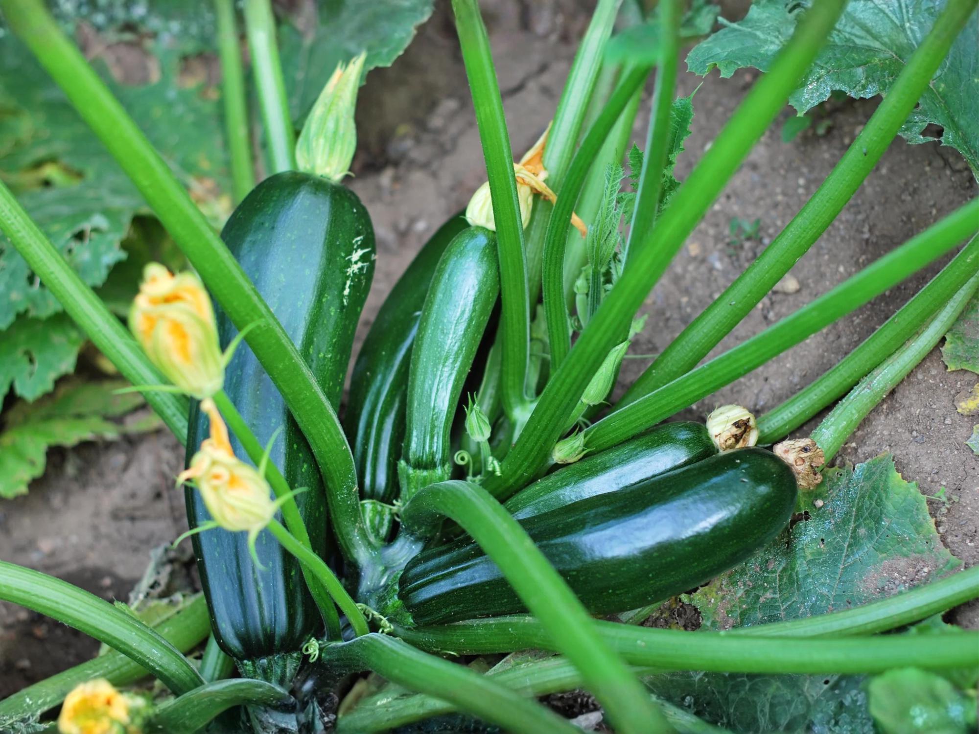 Dark Green Zucchini Seeds – Heirloom Non-GMO Summer Squash Vegetable, 10 Seeds for Home Garden, Container, Raised Bed Cultivation