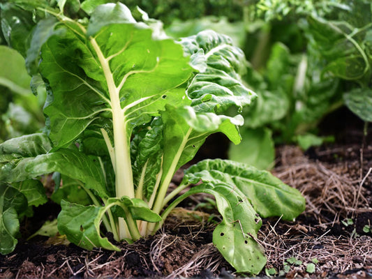 Fordhook Swiss Chard Seeds - Heirloom Non-GMO Large Leaf White Stem Vegetable, 50 Seeds