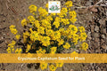 Erysimum capitatum Wildflower Seeds – Western Wallflower, Native Orange Yellow Garden Flower, 100 Seeds