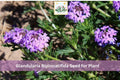 Glandularia bipinnatifida Seeds | Dakota Vervain Native Wildflower | Purple Flowers for Garden, Pollinator & Prairie Planting