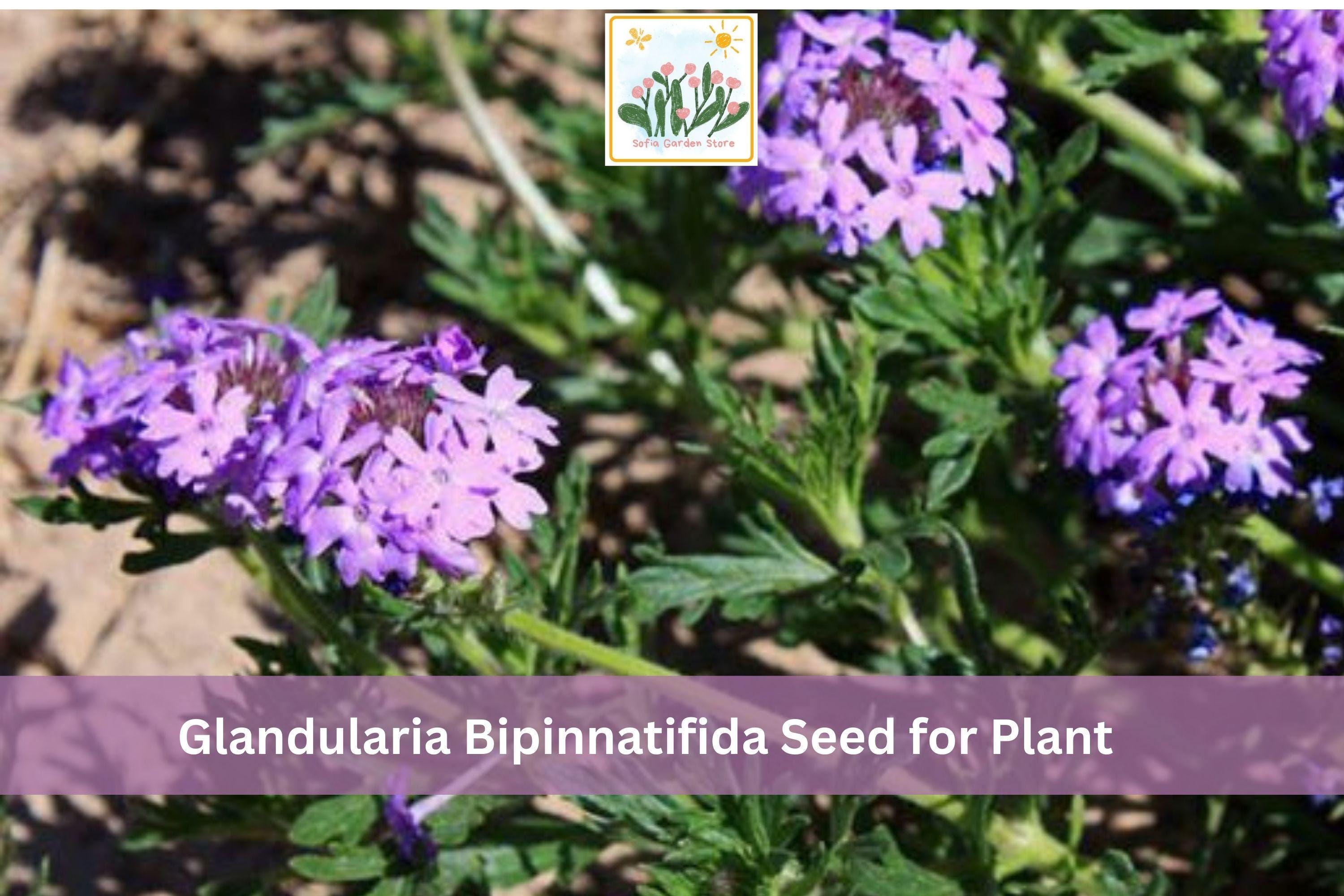 Glandularia bipinnatifida Seeds | Dakota Vervain Native Wildflower | Purple Flowers for Garden, Pollinator & Prairie Planting