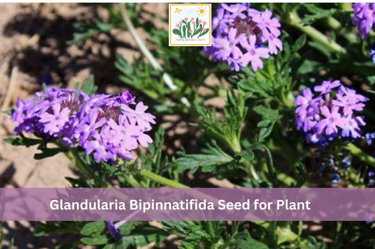 Glandularia bipinnatifida Seeds | Dakota Vervain Native Wildflower | Purple Flowers for Garden, Pollinator & Prairie Planting