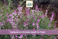 25 Hedysarum boreale Seeds | Utah Sweetvetch Native Wildflower with Pink Purple Flowers for Garden & Restoration