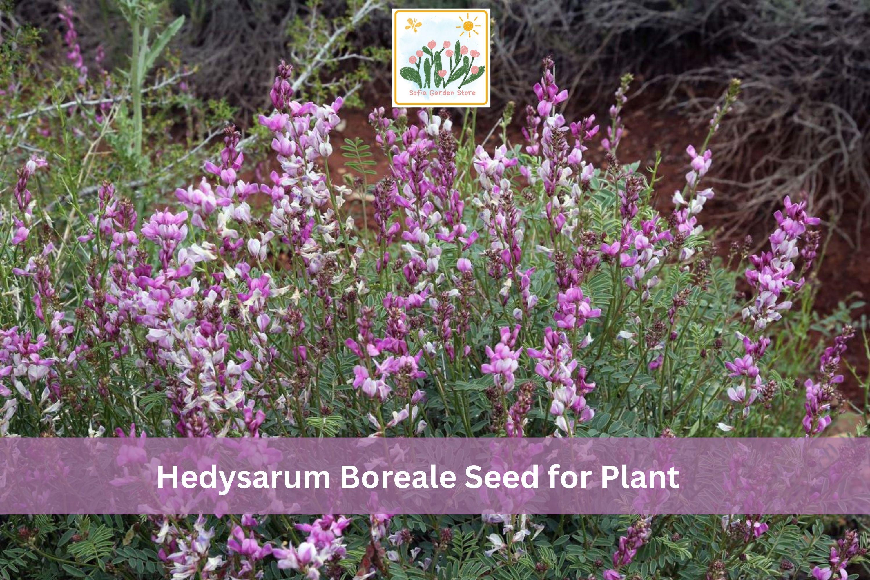 25 Hedysarum boreale Seeds | Utah Sweetvetch Native Wildflower with Pink Purple Flowers for Garden & Restoration