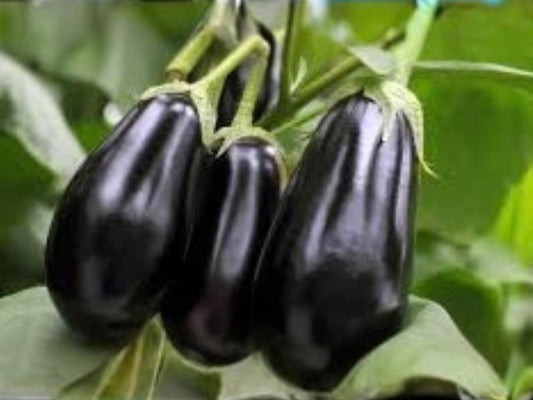 Black Beauty Eggplant Seeds – Heirloom Classic Variety with Large Glossy Fruits for Home Garden Growing